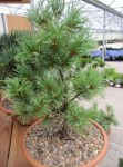 Pinus_parviflora_Schoons_Bonsai_3 — копия6